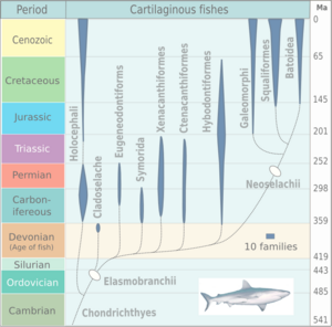 Archivo:Evolution of cartilaginous fishes