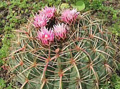 Archivo:Ferocactus macrodiscus