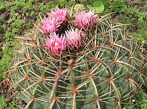 Archivo:Ferocactus macrodiscus