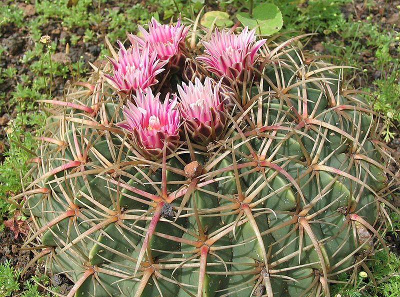 Ferocactus macrodiscus