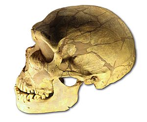 Archivo:Ferrassie skull