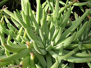 Archivo:Flickr - brewbooks - Dudleya hassei (2)