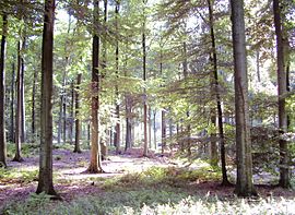 Forêt de Soignes 01.JPG