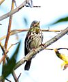 Fox Sparrow (16193089198)