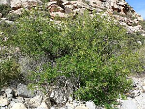Archivo:Fraxinus anomala 2