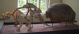 Archivo:Glyptodon Skelett