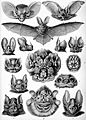 Haeckel Chiroptera