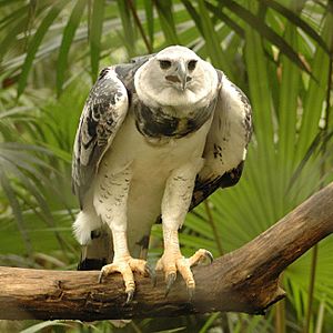 Archivo:Harpia harpyja -Belize Zoo-8-3c