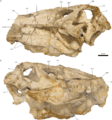 Holotype of Irritator challengeri