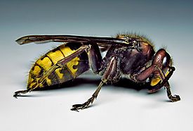 Archivo:Hornet-vespa