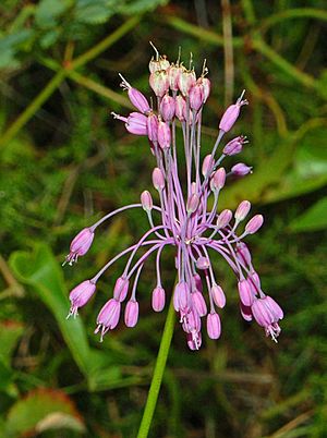 Archivo:Iridaceae - Allium carinatum-1 (8303567847)