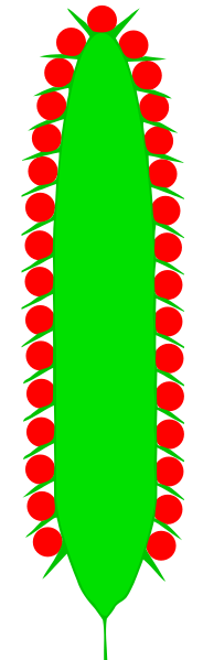 Kolben (inflorescence)