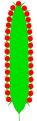 Kolben (inflorescence)
