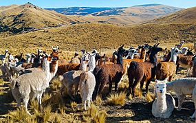 Archivo:Llamas-alpacas-ocra-chinchaypujio-herding-corrall