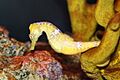 Longsnout Seahorse (Hippocampus reidi)