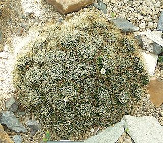 Mammillaria decipiens ssp camptotricha 01 ies.jpg