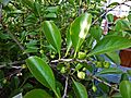 Maytenus canariensis