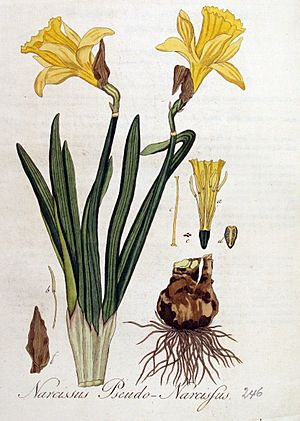 Archivo:Narcissus pseudo-narcissus — Flora Batava — Volume v4