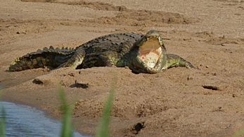 Nile Crocodile (Crocodylus niloticus) (6032105567)