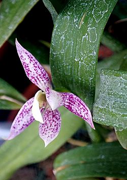 Ogród Botaniczny UJ w Krakowie 149 - cropped.jpg