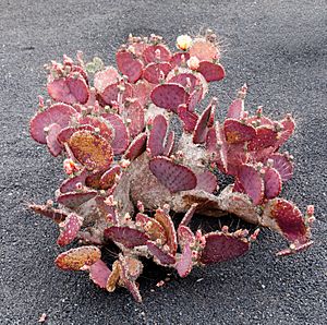 Archivo:Opuntia macrocentra 01