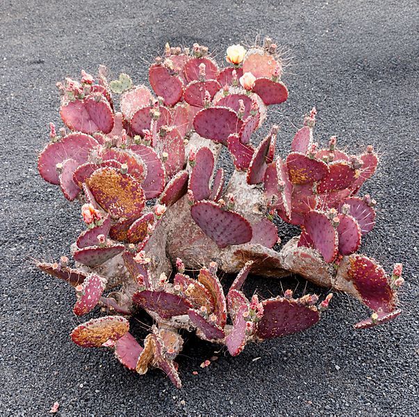Opuntia macrocentra 01