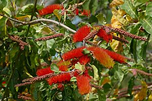 Archivo:Orange Flame Vine (Combretum fruticosum) flowers - Campeche