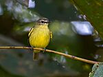 Archivo:Ornithion inerme White-lored Tyrannulet; Porto Velho, Rondônia, Brazil