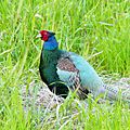Phasianus versicolor -Japan -male-8