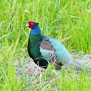 Archivo:Phasianus versicolor -Japan -male-8
