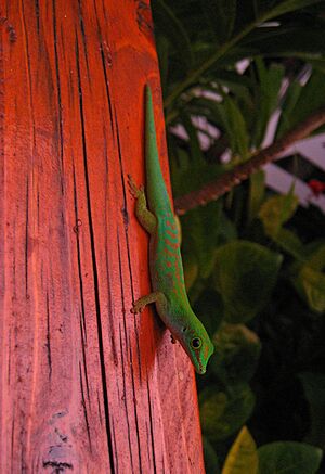 Phelsuma astriata.jpg