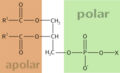 Phospholipid