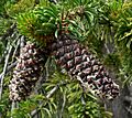 Pinus longaeva 1