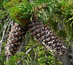 Archivo:Pinus longaeva 1