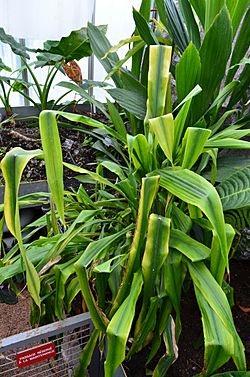 Pitcairnia altensteinii (jardin botanique du parc de la Tête-d'Or, Lyon, France).JPG