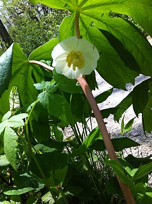 Archivo:Podophyllum peltatum Mayapple 1