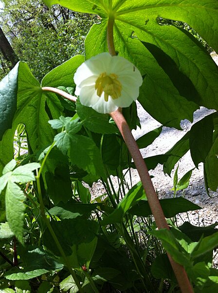 Podophyllum peltatum Mayapple 1