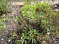 Polycarpaea filifolia