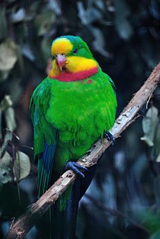Archivo:Polytelis swainsonii -Taronga Zoo, Sydney, Australia-8a