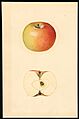 Pomological Watercolor POM00003442