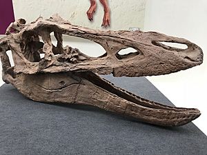 Archivo:Qianzhousaurus skull