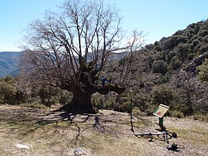 Archivo:Quejigo del amo