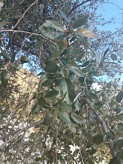 Quercus brandegeei 13653553.jpg