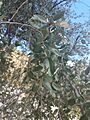 Quercus brandegeei 13653553