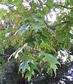 Quercus rubra 1