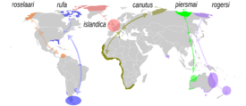 Distribución y rutas migratorias de las seis subespecies de C. canutus