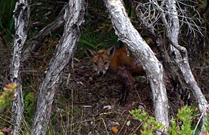 Archivo:Red Fox Mornington National Park