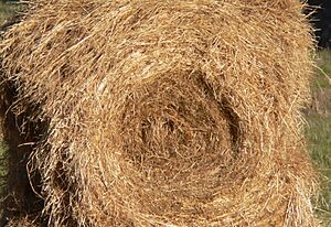 Archivo:Round hay bale, partially eaten