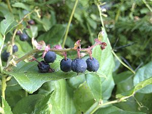 Archivo:Salal berries