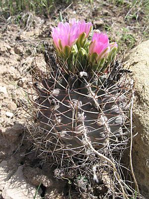 Archivo:Sclerocactus glaucus plants colorado hookless cactus